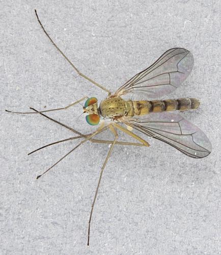 Sciapus wiedemanni
